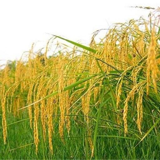 برنج طارم هاشمی فریدونکنار درجه یک الک شده امساله کیسه 30 کیلویی ارسال رایگان 