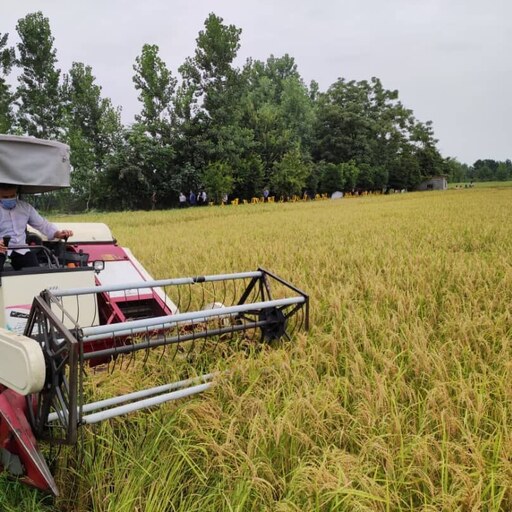 برنج طارم محلی اصل درجه یک مازندران کشت امسال بسته 2.5 کیلویی 