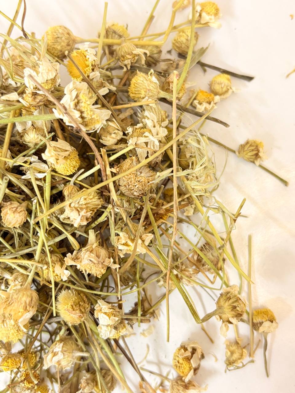 بابونه گاوی یک کیلویی