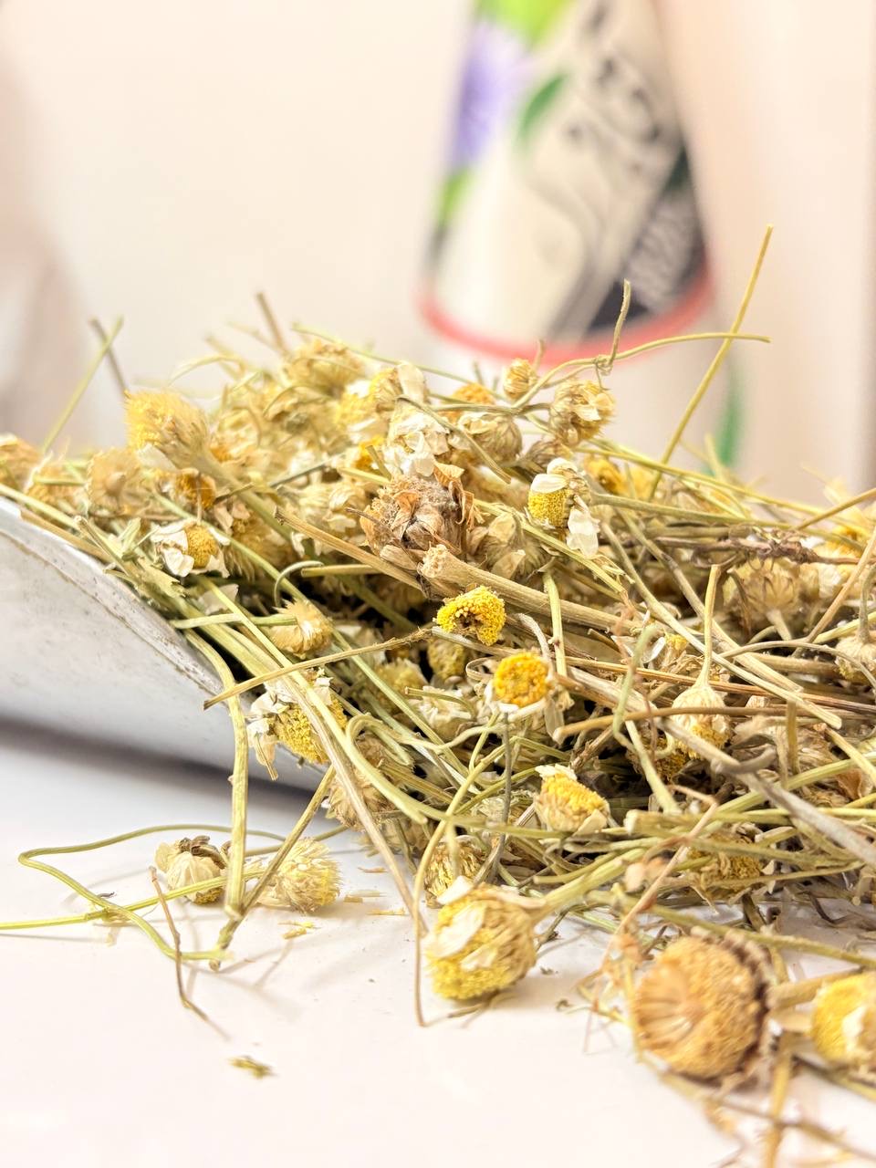 بابونه گاوی یک کیلویی