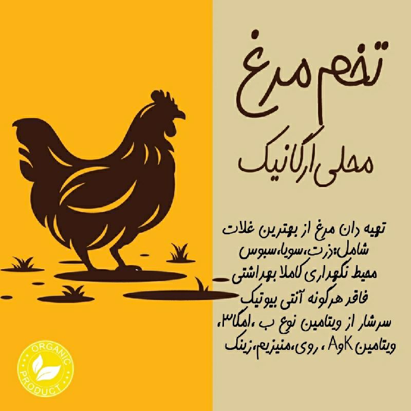 مزرعه تخم مرغ محلی ارگانیک سعید