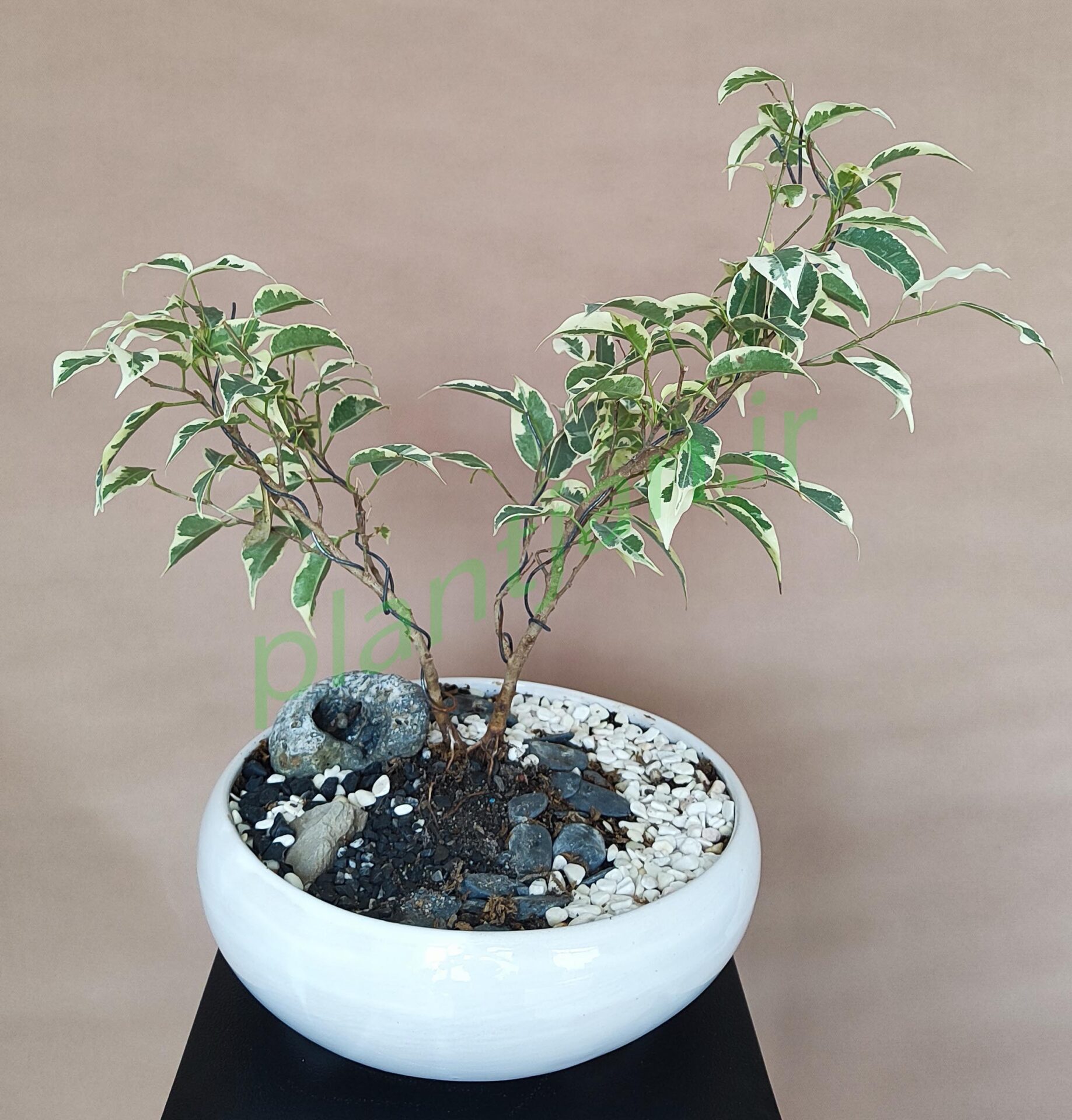 پیش بونسای بنجامین شماره 6