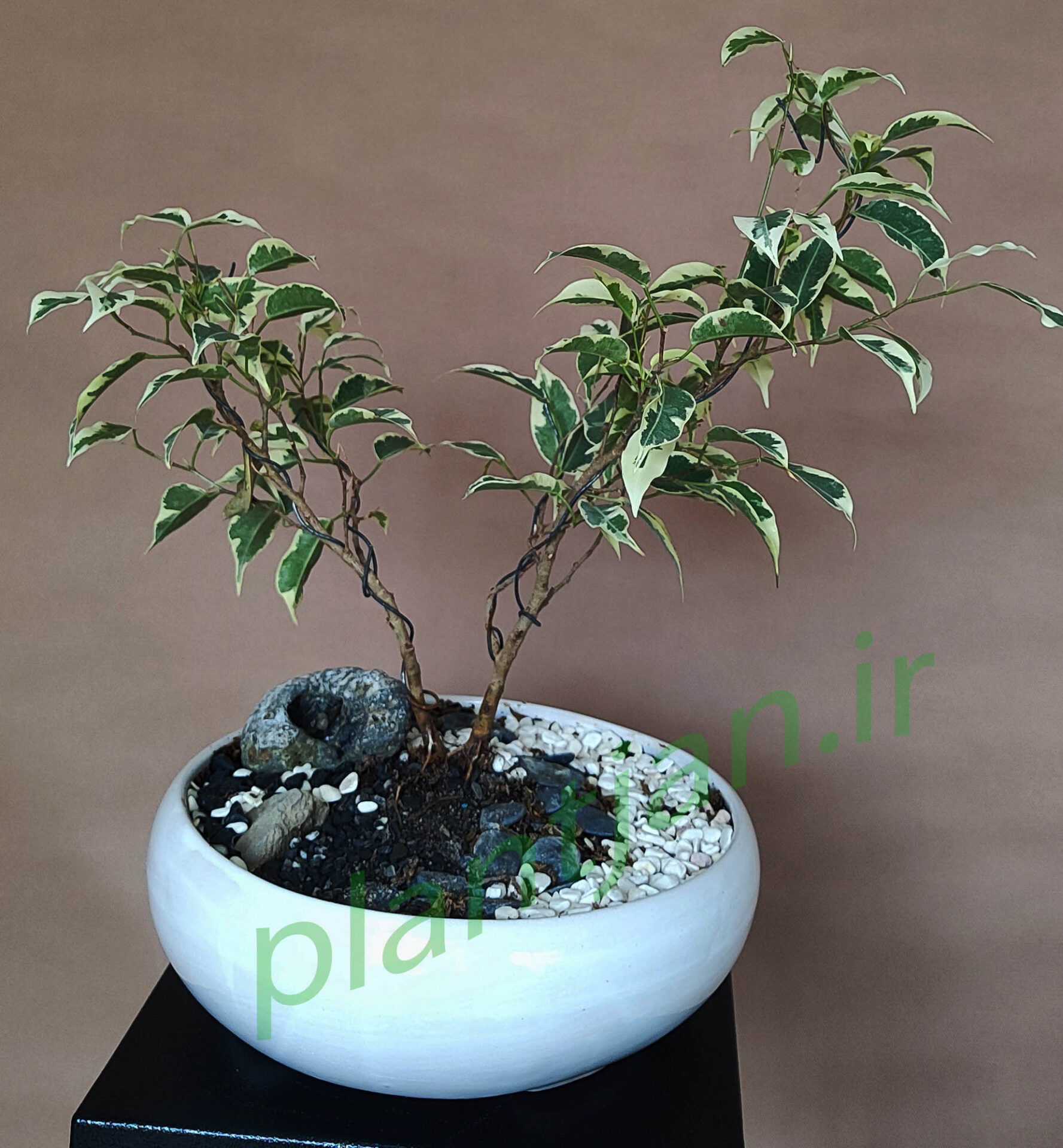 پیش بونسای بنجامین شماره 6