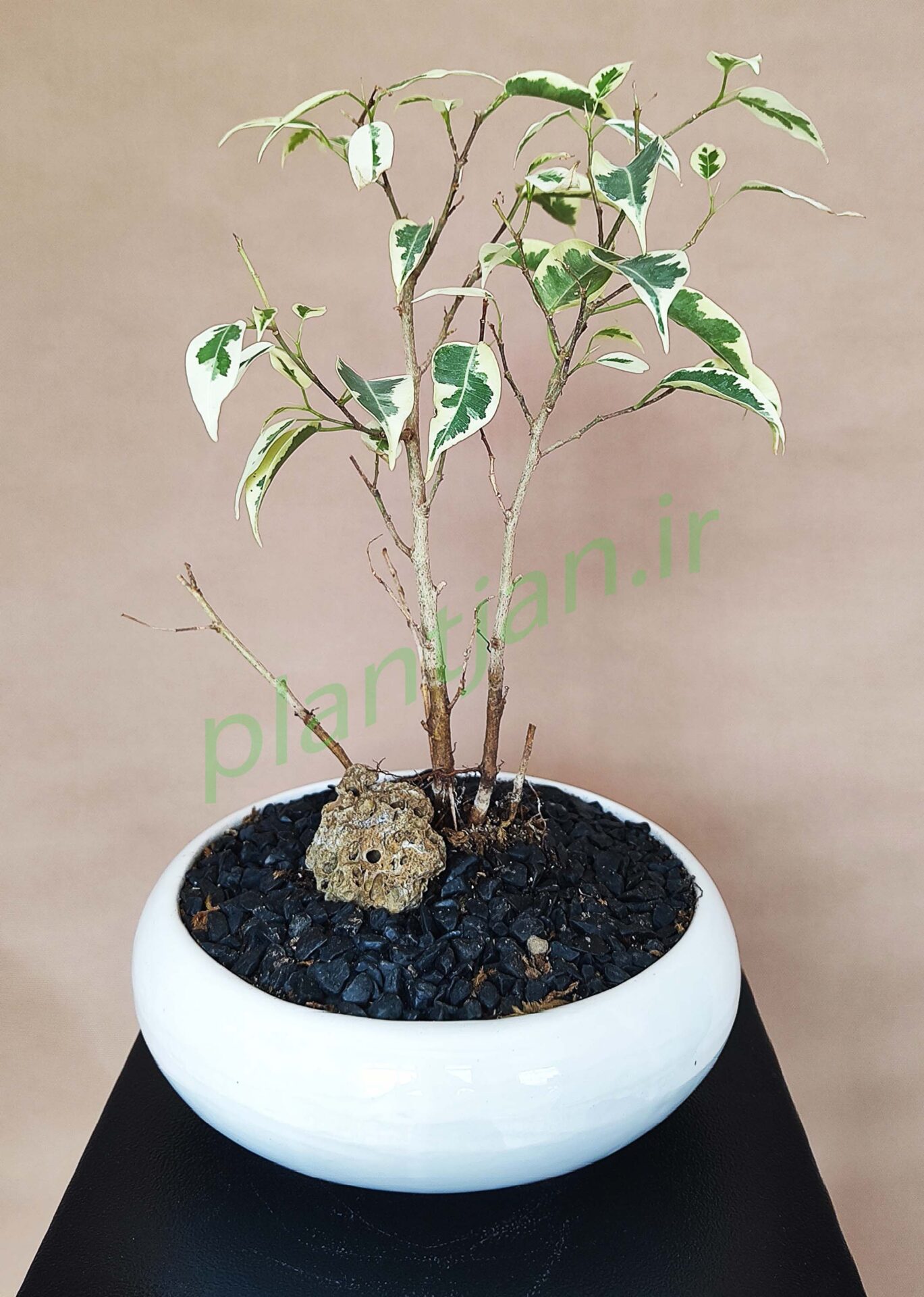 پیش بونسای بنجامین شماره 7