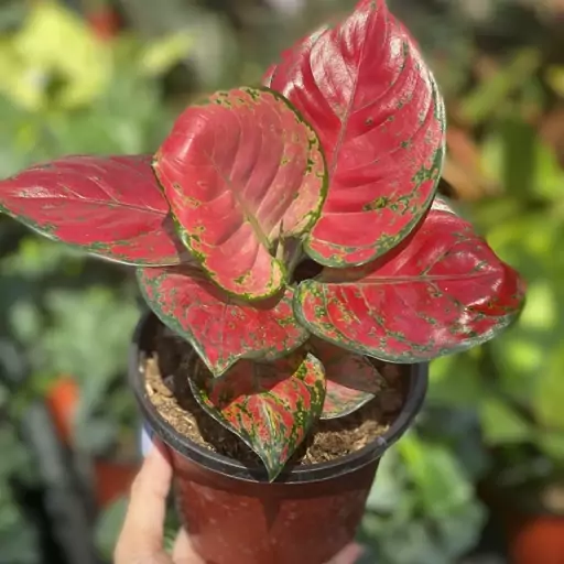 آگلونما  رد بیوتی      Aglaonema red beauty
هزینه ارسال بصورت پس کرایه و بعهده مشتری می باشد 