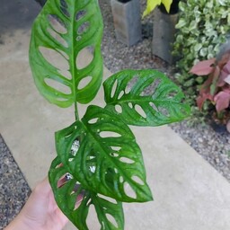 مانسترا آدانسونی برگ پهن                               Monstera adansonii
هزینه ارسال بصورت پسکرایه و بعهده مشتری میباشد