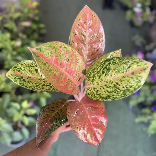 آگلونما پینک لیدی   Aglaonema pink lady 
هزینه ارسال بصورت پس کرایه و بعهده مشتری می باشد 