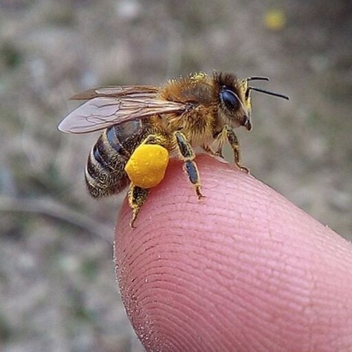 گرده گل زنبور عسل غنی از پروتئین ،مواد معدنی و ویتامین ها