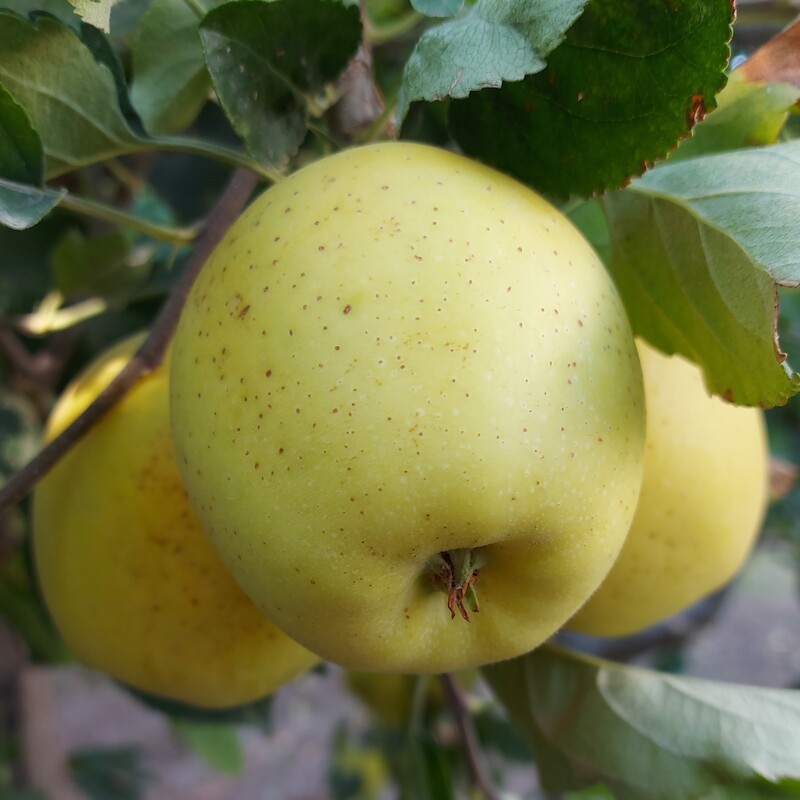 سیب زرد ارگانیک دماوند درجه یک 