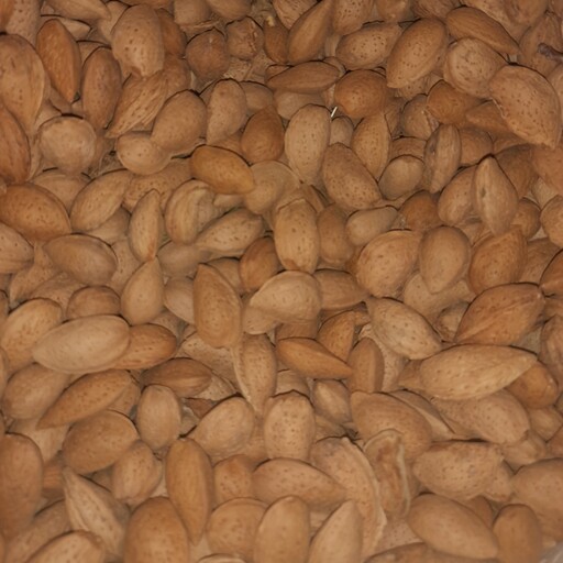 بادام سنگی شیرین درجه یک صادراتی دانه درشت