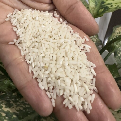 برنج سرلاشه فوق ممتاز طارم هاشمی فریدونکنار کرامت بسیار خوش طعم و خوش عطر