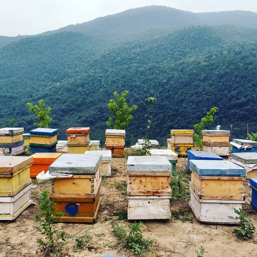 عسل طبیعی جنگلی با موم(مستقیم از زنبوردار)(یک کیلویی)(ارسال رایگان)
