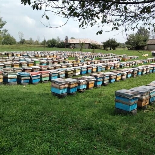 عسل طبیعی گون اویشن 2 کیلویی(ارسال رایگان)(مستقیم از زنبوردار)(با برگه آزمایشگاه)