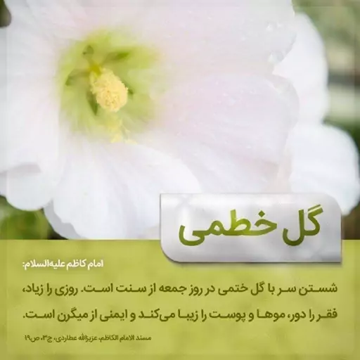 گل ختمی (چای گل ختمی) 