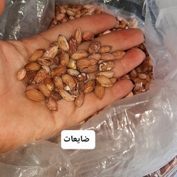 خوراک پرنده ها  ضایعات بادام زمینی آستانه اشرفیه  (5000گرمی)