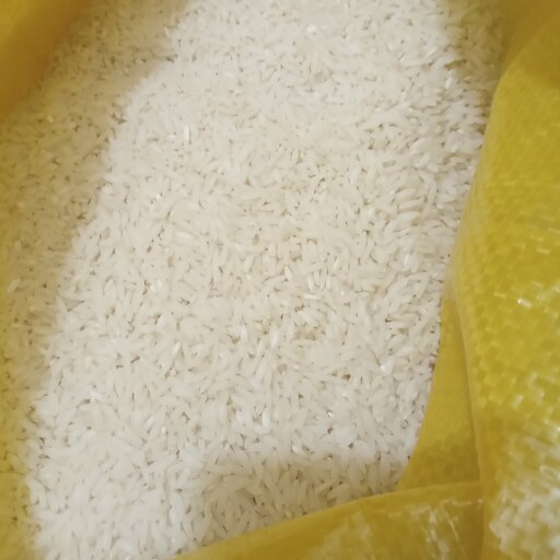 برنج دانه بلند دیلمانی محصول کشت اول