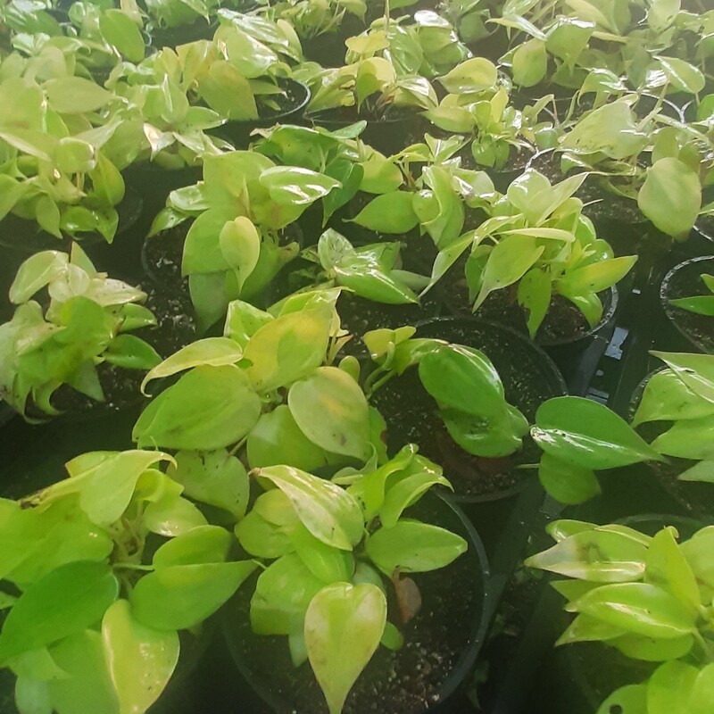 گیاه آپارتمانی اسکاندیس نئون رنگ خاص و جذاب تولید گلخانه بدون واسطه خرید کنید با قیمت بسیار مناسب 