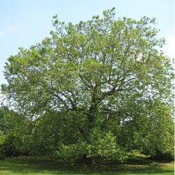 کود تقویتی مخصوص درخت چنار ظرافت وزن 50 گرم
