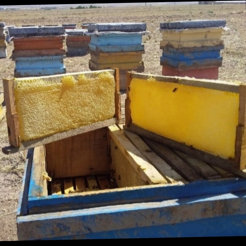 عسل طبیعی موم دار آفتابگردان( فراورده های طبیعی ایلیا )