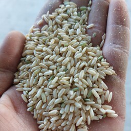 برنج کامفیروز سبوس دار (قهوه ای ) امساله (5 کیلویی )