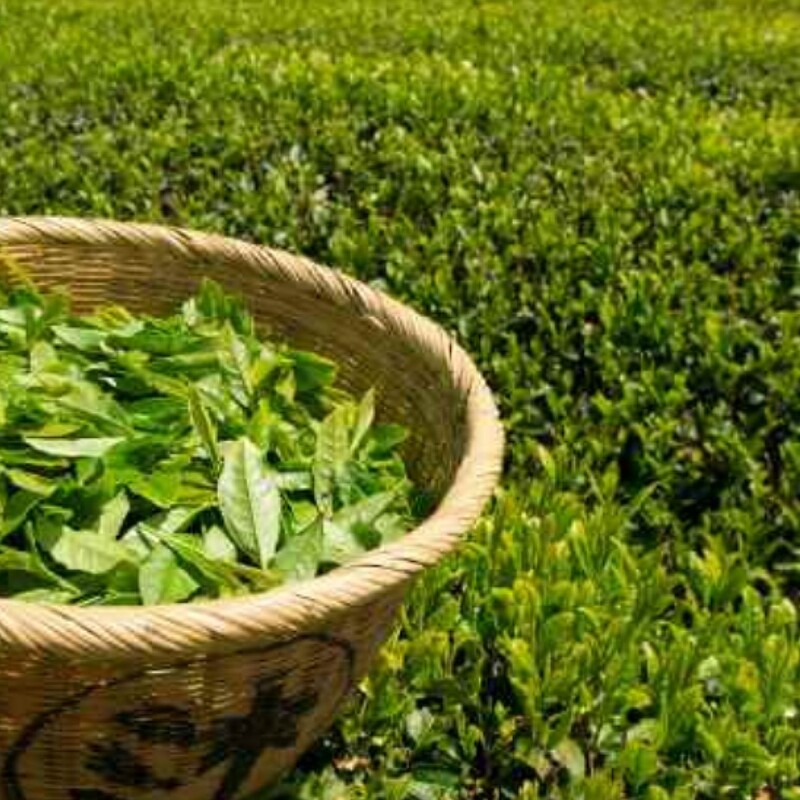 چای ممتاز ناب لاهیجان ویژه، محصول باغات فرید 