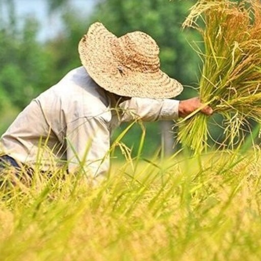 برنج راتون (وورزاکی، برنج وحشی) صدری هاشمی آستانه اشرفیه،ارگانیک، 10کیلوگرم