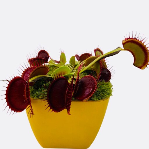 3 عدد  بذر گیاه گوشت خوار ونوس - Venus flytrap