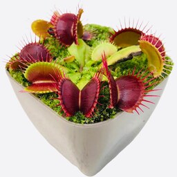 3 عدد  بذر گیاه گوشت خوار ونوس - Venus flytrap
