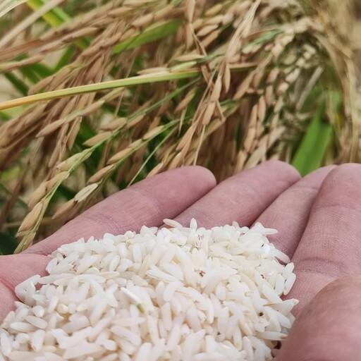 برنج طارم استخوانی معطر (فجر) کاشت گرگان، پاک شده و بدون نیمه و شکسته، بسته های 10 کیلویی