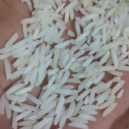 برنج شیرودی ایرانی