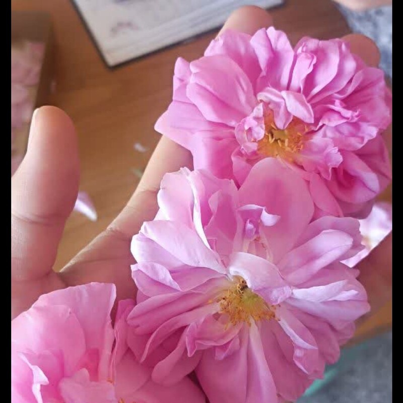 گلاب محلی خانگی درجه یک و خوش بو بدون تقلب و اسانس با تضمین کیفیت گل محمدی