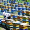 تولید عسل طبیعی فرهنگی