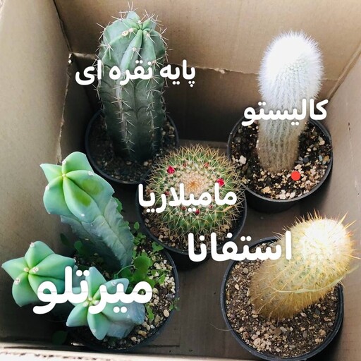 کاکتوس ( پک میله ای توپی 5 تایی سایز 12 )