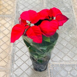 بنت القنسول ( قرمز تکی سایز 4 یلدا، کریسمس)