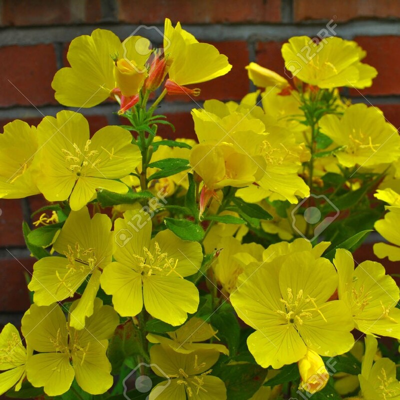 بذر  گل مغربی زرد پابلند(500 بذر )