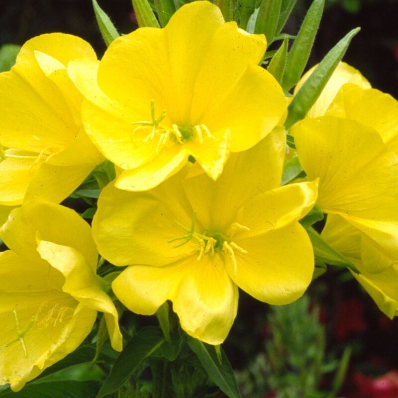 بذر  عمده گل مغربی زرد پابلند(1000 بذر )