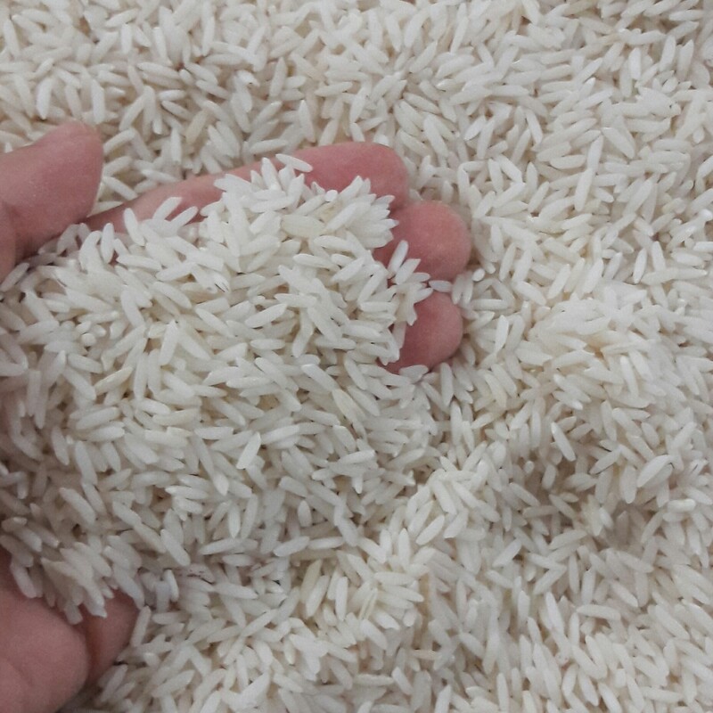 برنج طارم هاشمی امساله درجه یک دابودشت آمل 10 کیلویی
