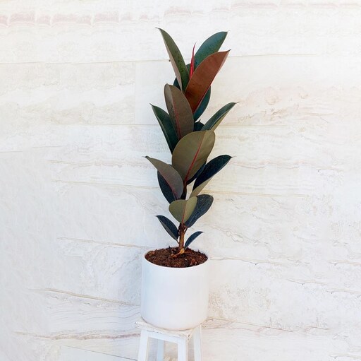فیکوس سوپر بلک همراه گلدان سرامیکی گیاه آپارتمانی مقاوم با ارتفاع حدود 70 سانت
