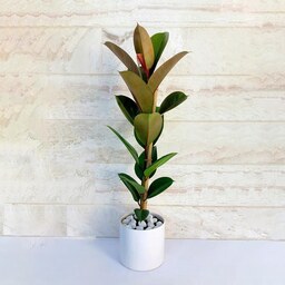فیکوس سوفیا گیاه آپارتمانی مقاوم و دکوراتیو با گلدان سرامیکی با ارتفاع حدود 80