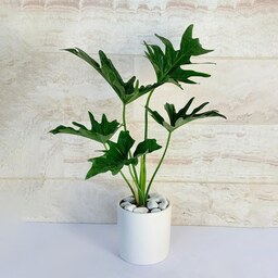 برگ انجیری فر ( فیلودندرون سیلوم ) گیاه آپارتمانی جذاب همراه با گلدان سرامیکی