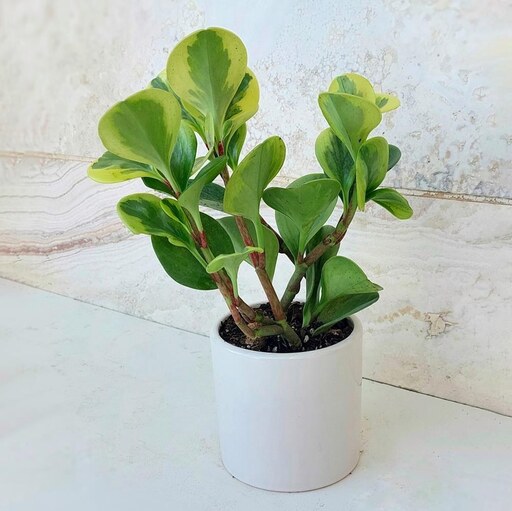 پپرومیا قاشقی ابلق گیاه آپارتمانی زیبا با گلدان سرامیکی یک هدیه شیک و خاص