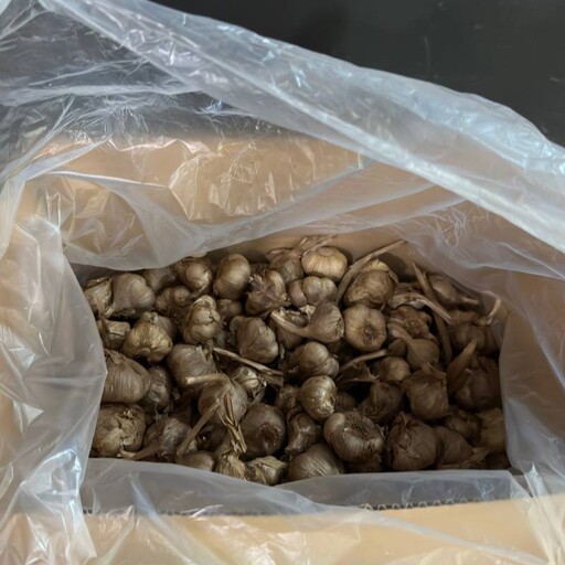 سیر سیاه عمده تولید شده از سیر تازه همدان درشت و یک دست بالا ترین کیفیت و پایین ترین قیمت 