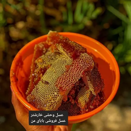 عسل وحشی خارشتر ( 1 کیلویی) سرعین