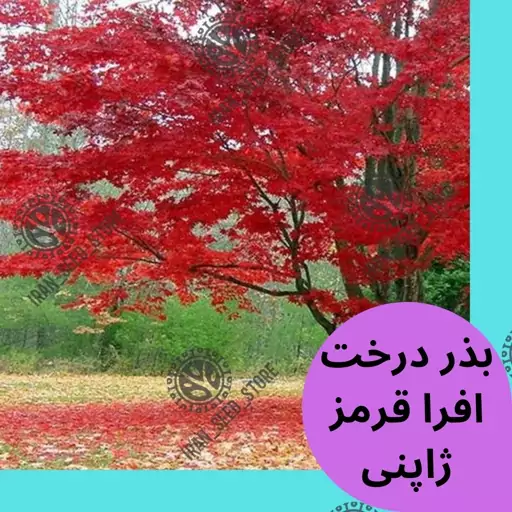 بذر درخت افرا قرمز ژاپنی