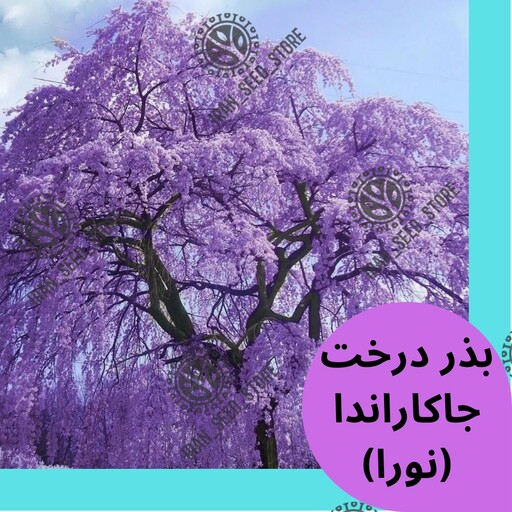 بذر درخت زیبای جاکاراندا میمسیفولیا یا درخت نورا