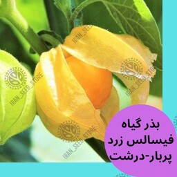 بذر گیاه و میوه فیسالیس زرد - رقم درشت