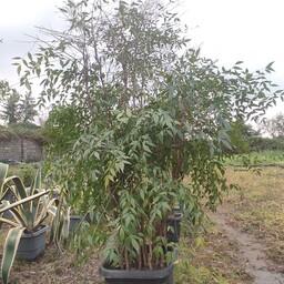 گیاه ناندینا 3 متری درختچه طبیعی مینیاتوری مطابق عکس