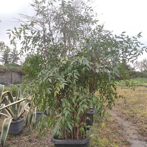 گیاه ناندینا 2 متری درختچه طبیعی مینیاتوری مطابق عکس