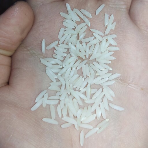 برنج  ارگانیک طارم هاشمی  و سورت شده ارسال رایگان(10) کیلویی