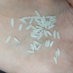 برنج طارم هاشمی اعلا و خوش عطر امساله با تضمین کیفیت ارسال رایگان (10) کیلویی